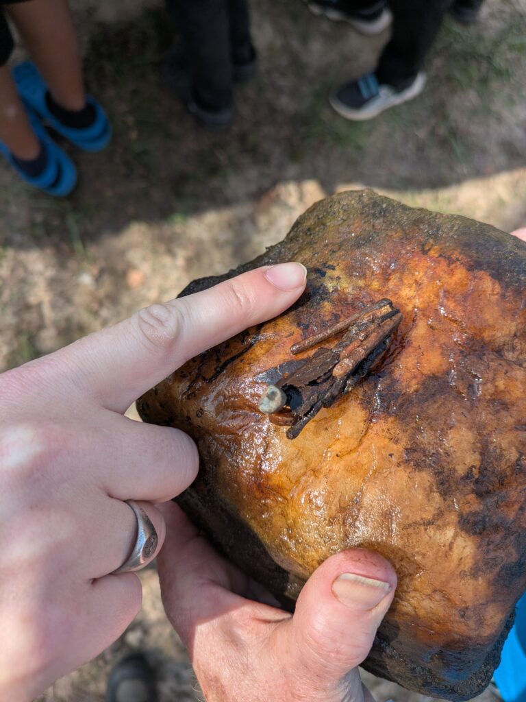 Cased Caddisfly larva attached to a rock